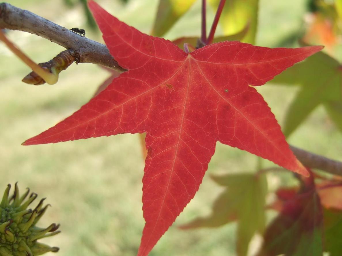 Liquidambar