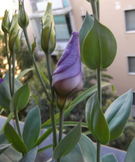 Lisianthus2