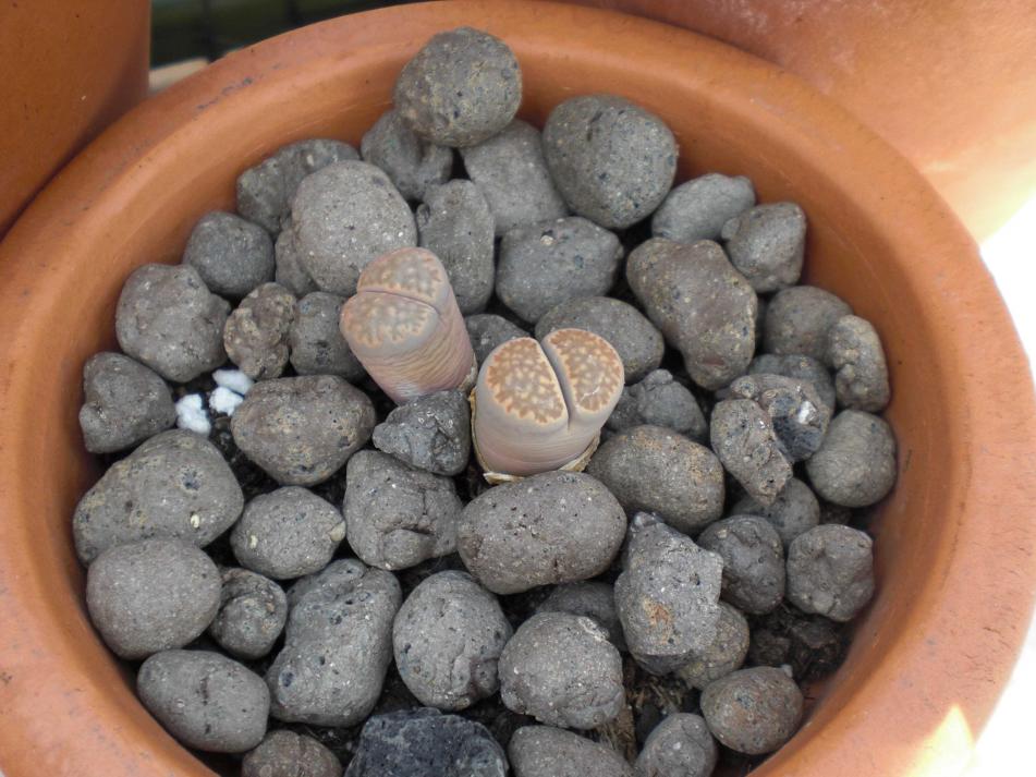 Lithops bella