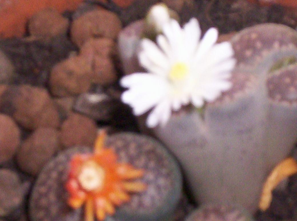 lithops fiorite