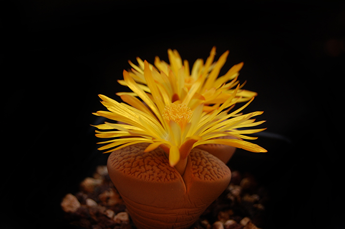 Lithops Hookeri