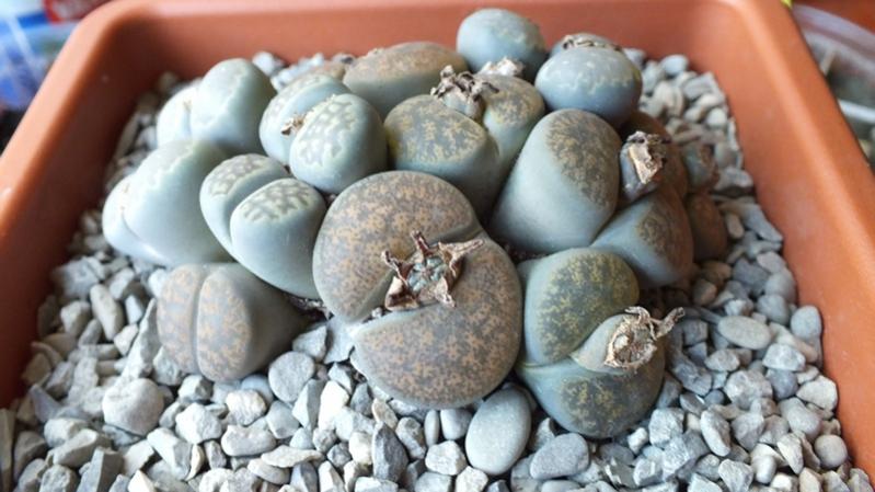 Lithops in mix