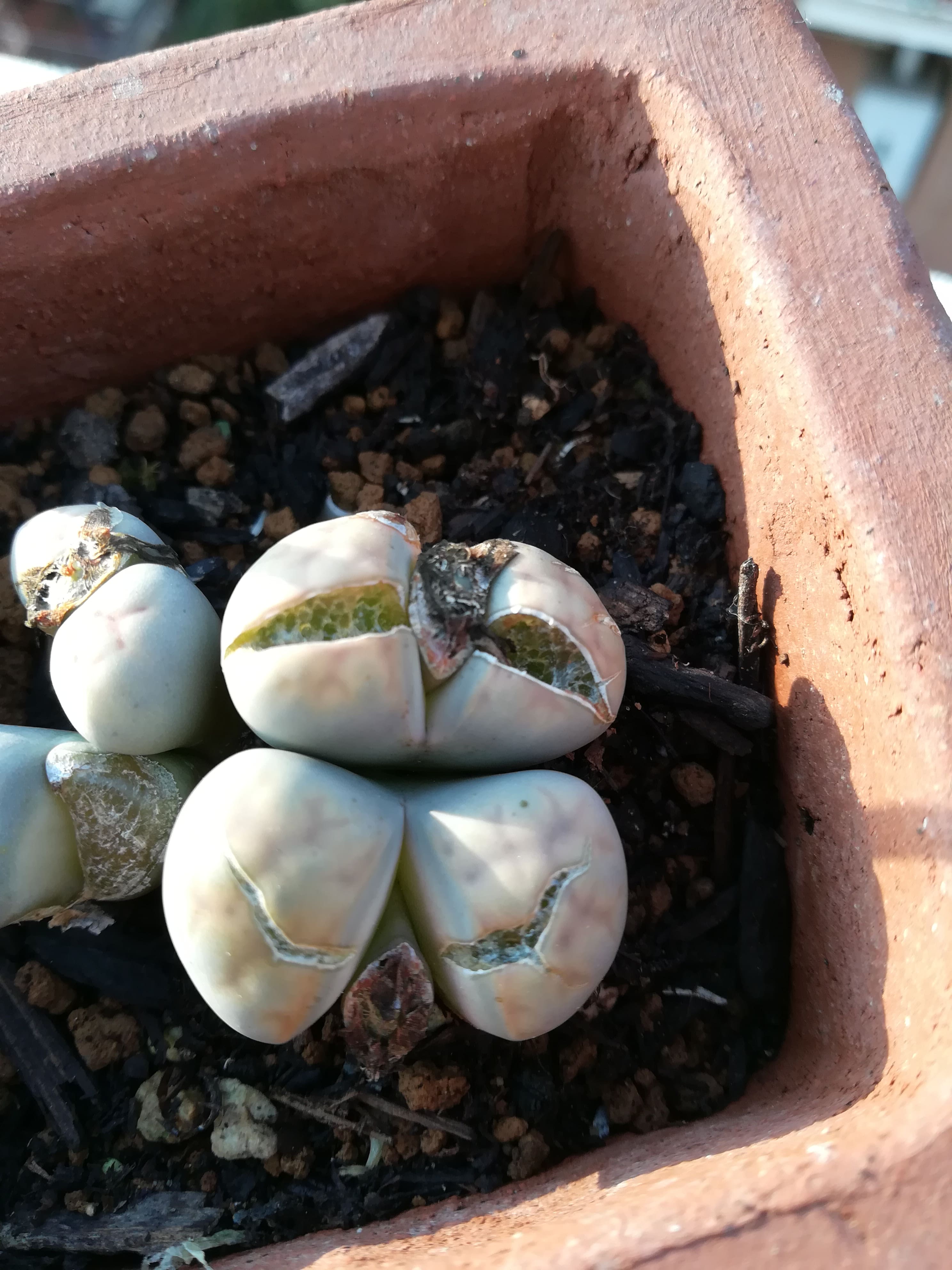 lithops spaccato..cos'è??