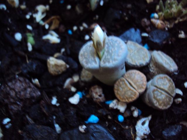 lithops