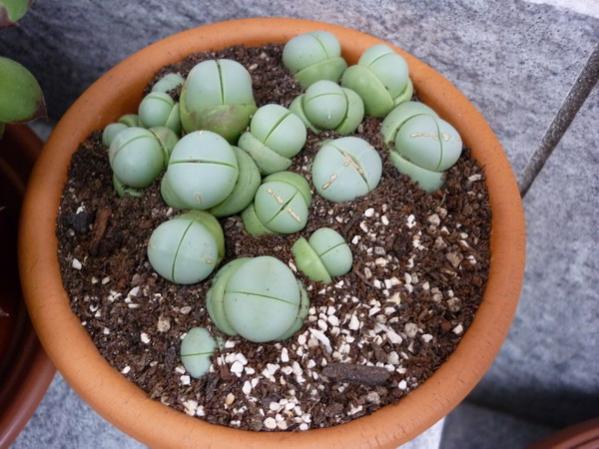 lithops.