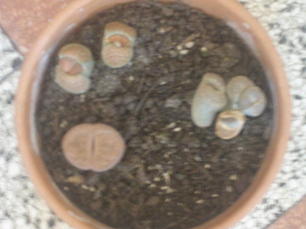 lithops