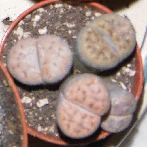 lithops