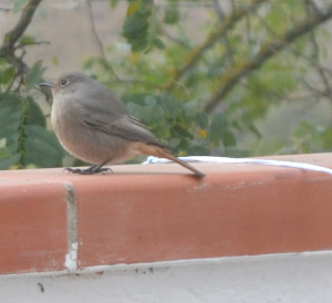 Little bird :)