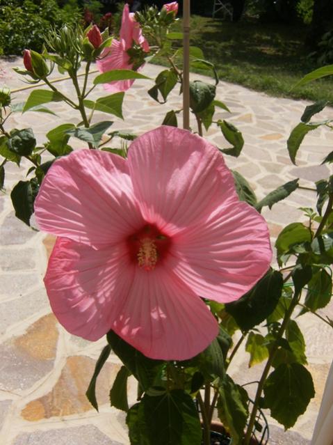 Lo splendido Hibiscus moscheutos