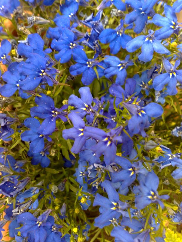 Lobelia