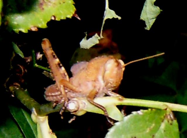 Locusta. Anacridium aegyptium