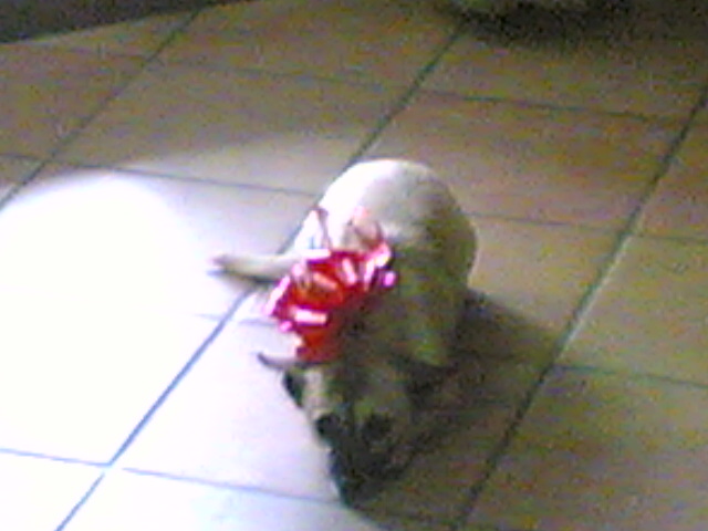 Lola a Natale 2008.