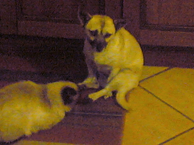 Lola e micia