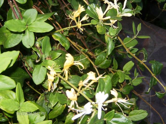 Lonicera Caprifoglio