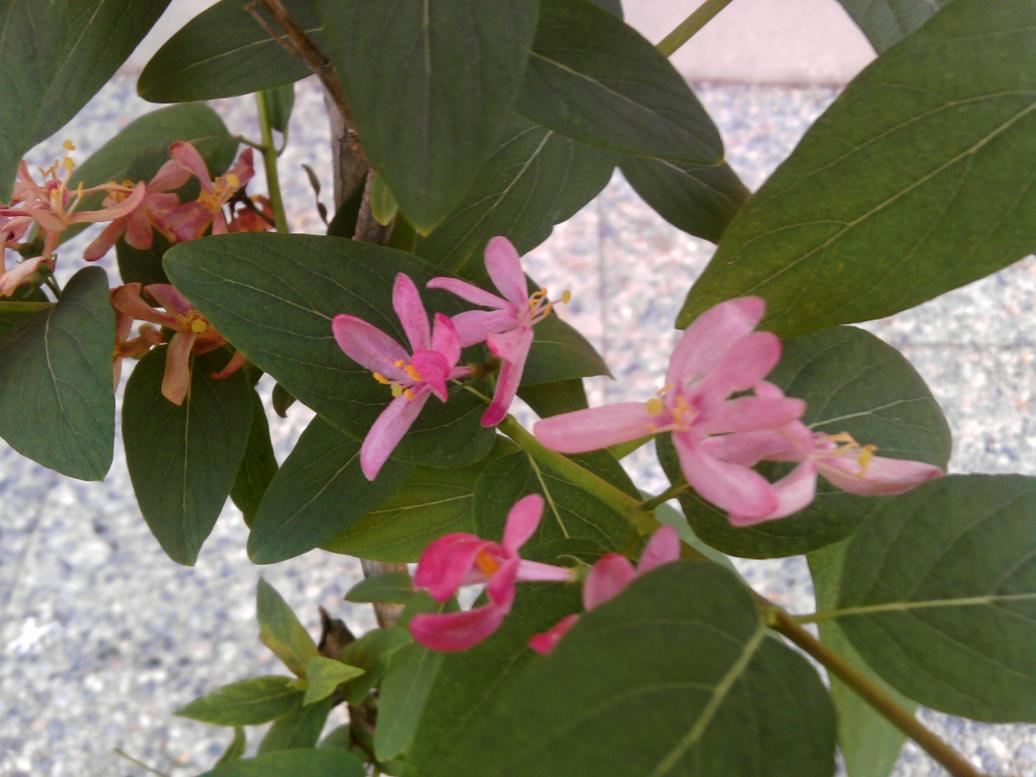 LONICERA.