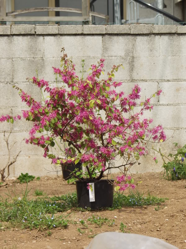 Loropetalum  Apr.2011