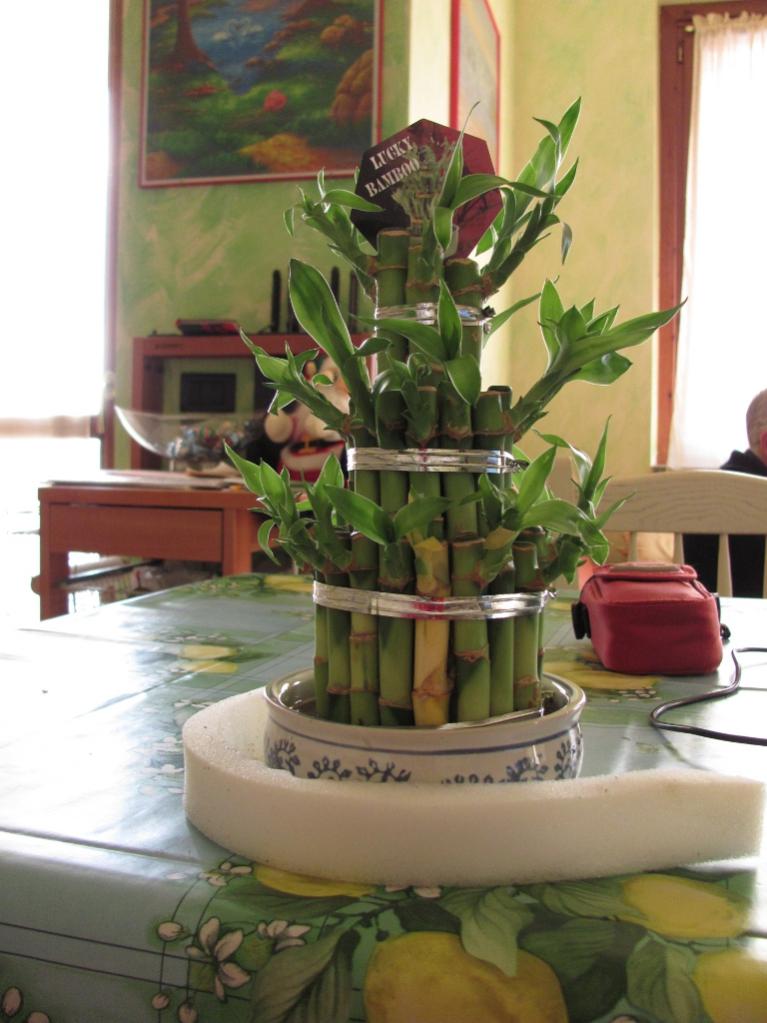 Lucky bamboo