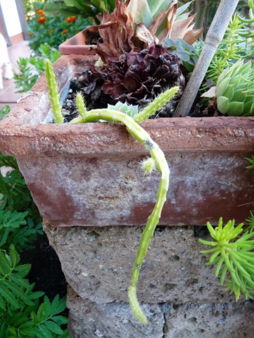 luglio 2010. aporophyllium ... ne ho preso un pezzo da una in vivaio... ha tenuto e ha butttato, ma non mi sembra in formissima