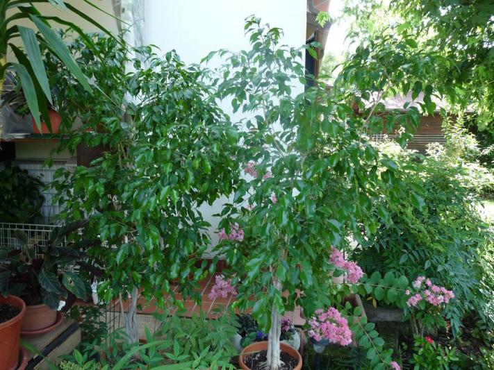 luglio 2010. due dei ficus benjamin in giardino. quanto li adoro!!!