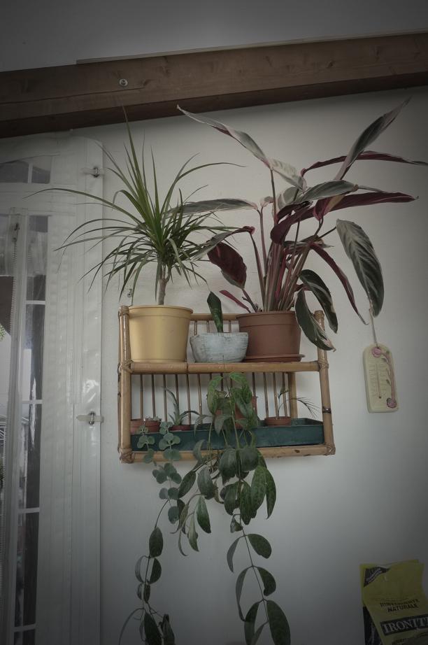 luglio 2010. il mobiletto è stato comprato al mercatino dell'usato (adoro le cose in bambu'!!). 
qui abbiamo, da sopra: una dracena marginata (compra