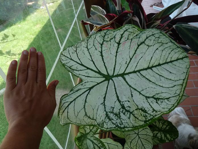 luglio 2010. mega foglia del caladium (salvato sempre dal bidone del vivaio)