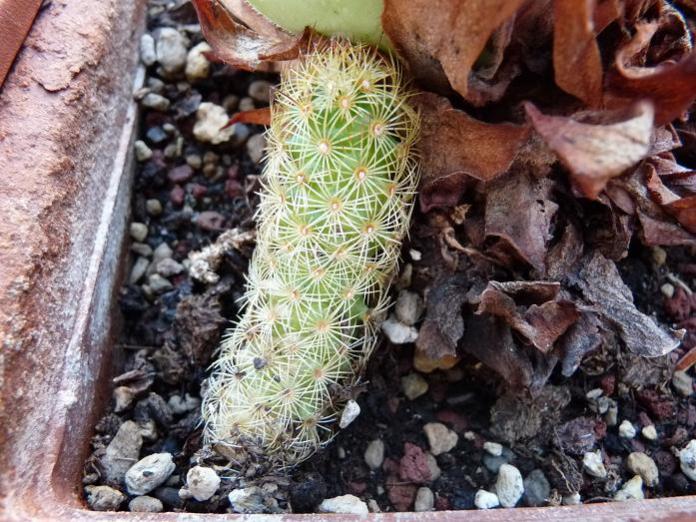 luglio 2010. pezzo di mammillaria elongata  appoggiato e.. radicato...!