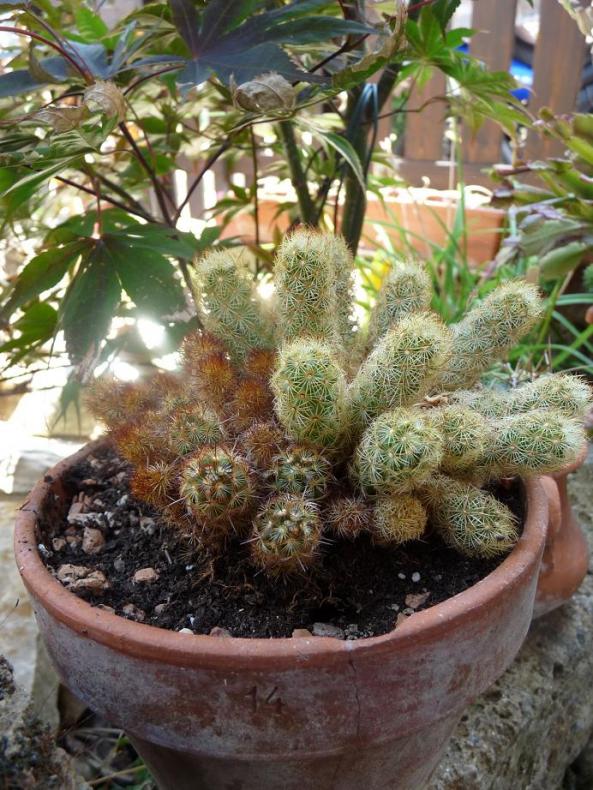 luglio 2010. piantina grassa salvata dal bidone del vivaio. 
mammillaria elongata