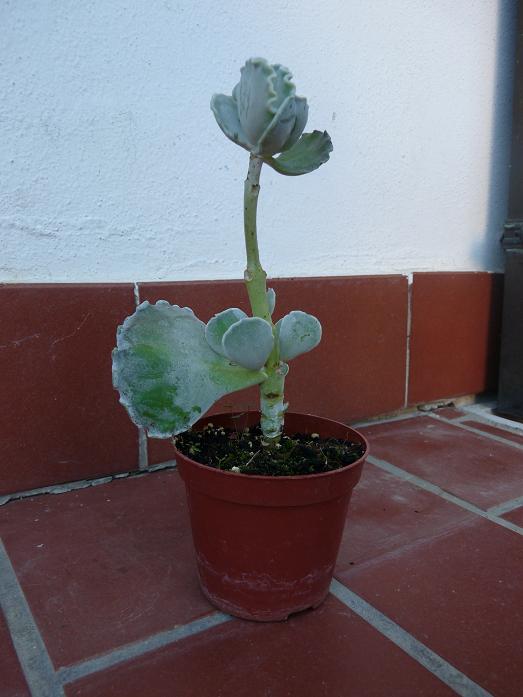 luglio 2010. questa è arrivata la settimana scorsa... mancava poco prima che finisse nel bidone... speriamo di salvarla! 
è un Cotyledon ondulata