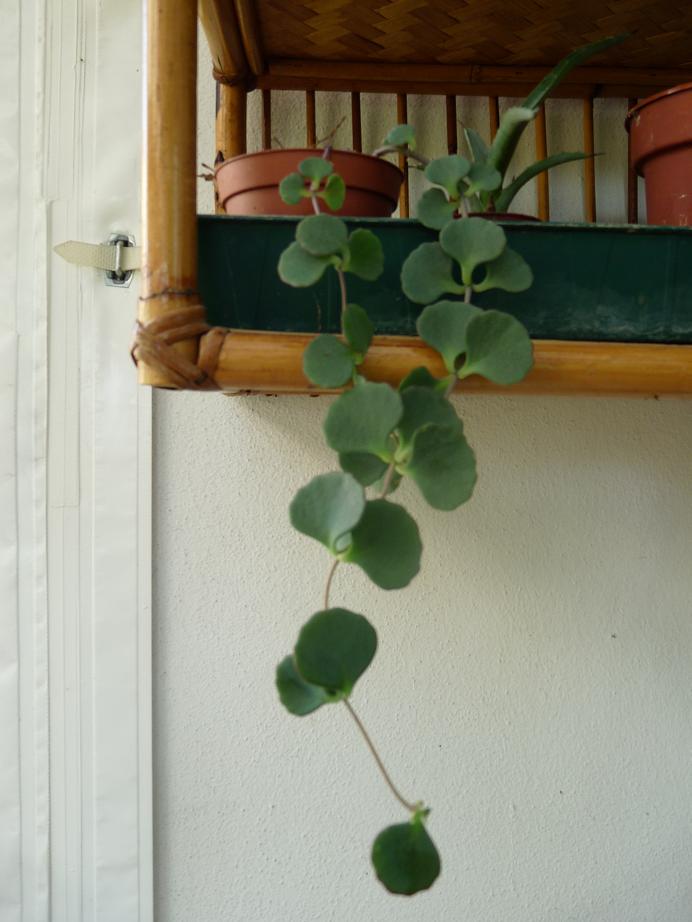 luglio 2010. salvata dal solito bidone. aveve giusto una fogliolina... ora  è bellissima!! non so il nome