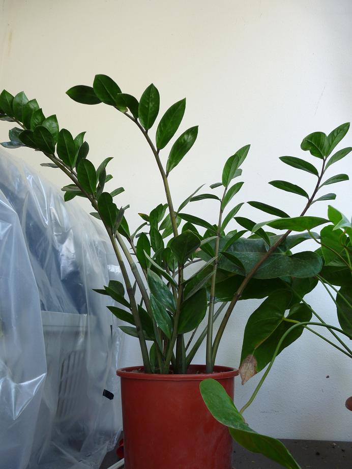 luglio 2010. Zamioculcas zamiifolia comprata all'ikea... mia mamma se ne era innamorata. pianta che ha avuto un sacco di problemi di adattamento...