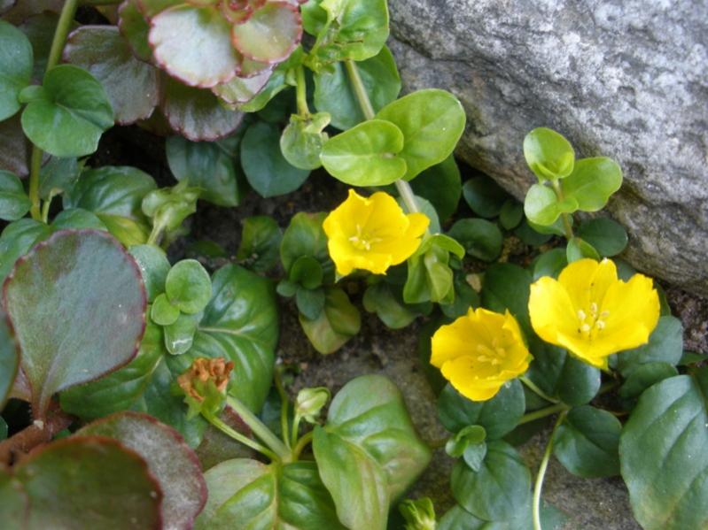 Lysimachia nummularia - Erba moneta o Quattrinella