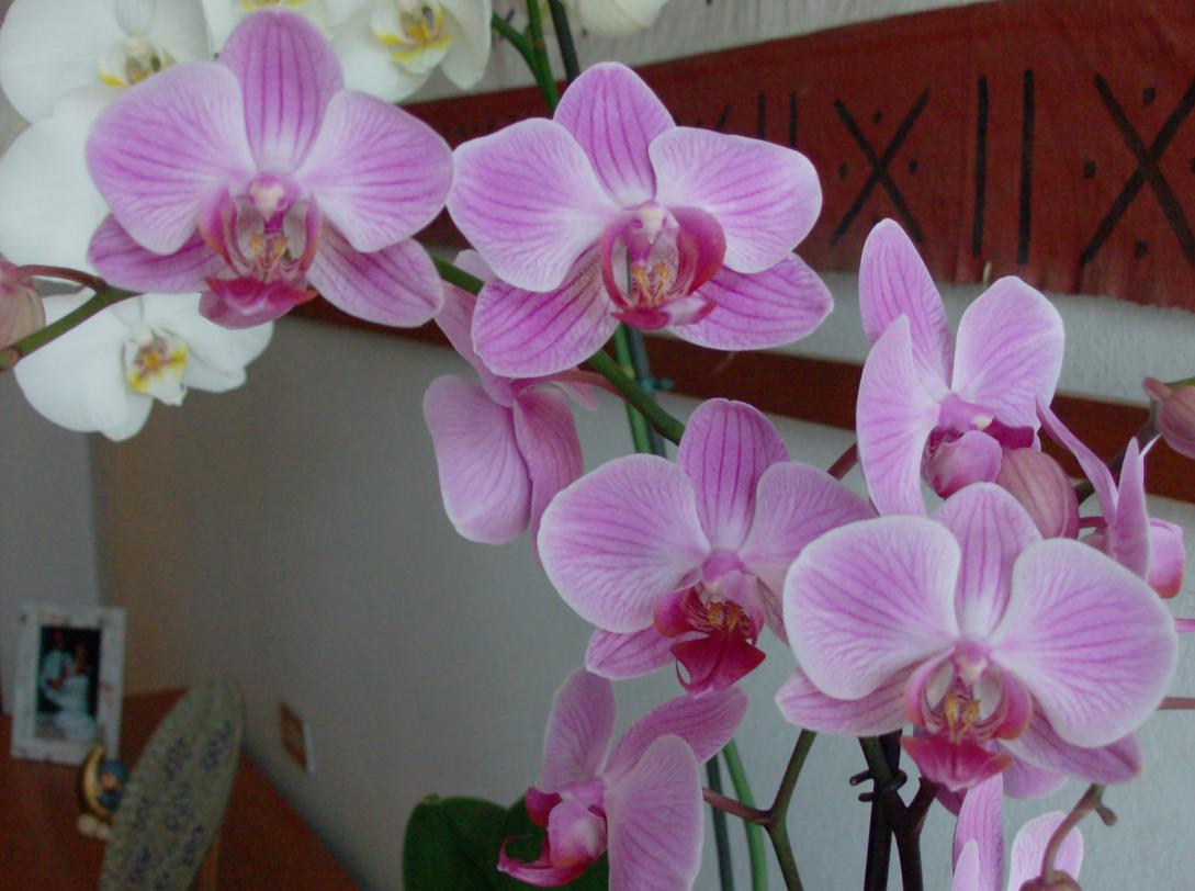 M) phal B1 fiori.