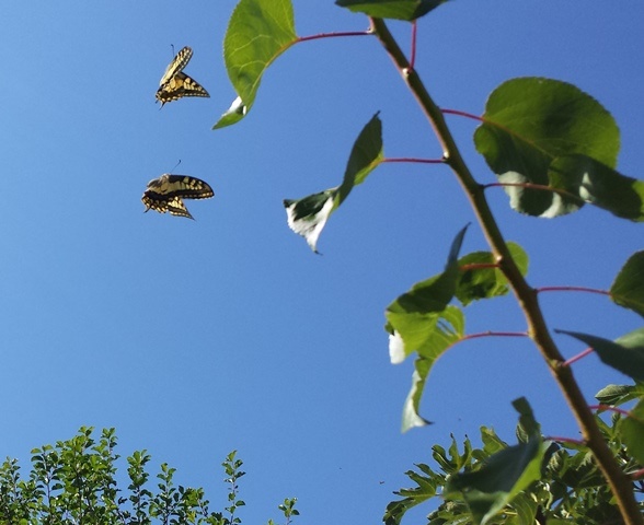 Macaone (Papilio machaon) 2