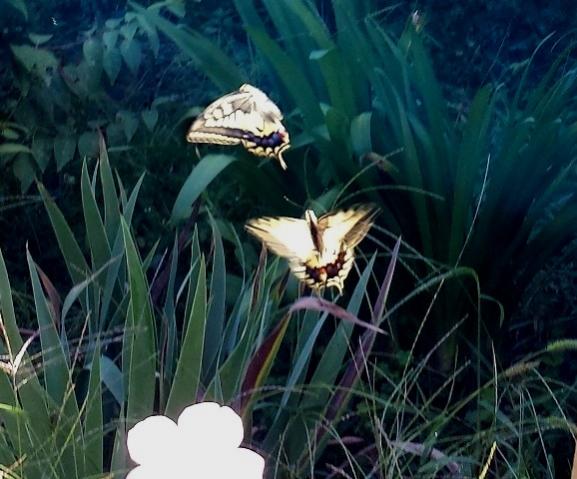 Macaone (Papilio machaon) in atterraggio