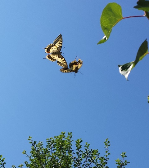 Macaone (Papilio machaon in volo