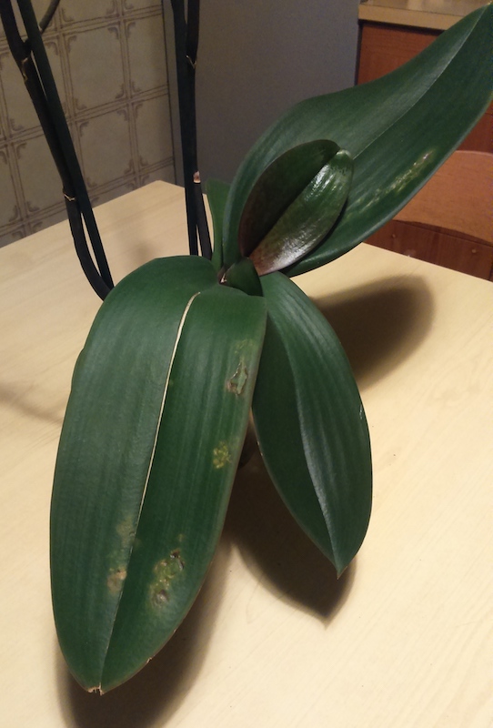 macchie su foglie orchidea