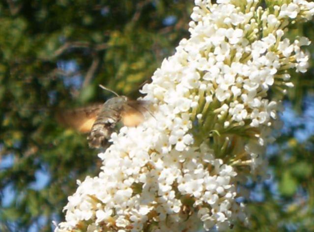 Macroglossum stellatarum  nota anche come Sfinge del galio o Sfinge colibrì o, ancora, Farfalla colibrì