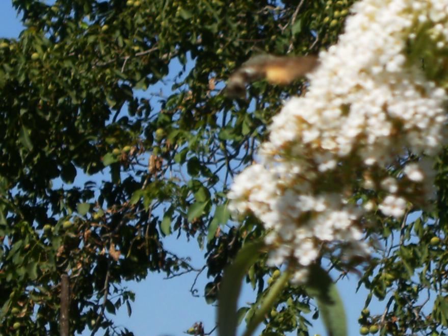 Macroglossum stellatarum  nota anche come Sfinge del galio o Sfinge colibrì o, ancora, Farfalla colibrì