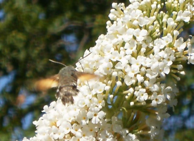 Macroglossum stellatarum  nota anche come Sfinge del galio o Sfinge colibrì o, ancora, Farfalla colibrì