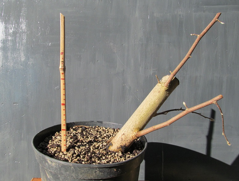 MAGNOLIA 2014