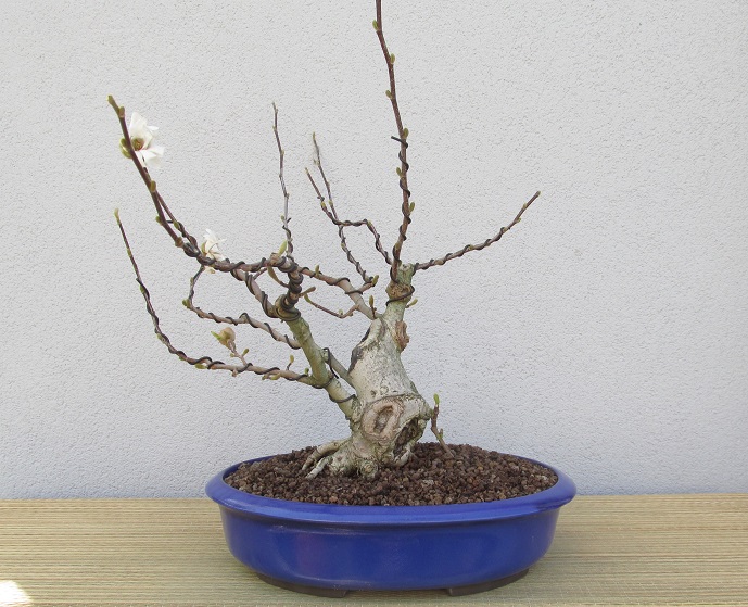 MAGNOLIA 2019-3