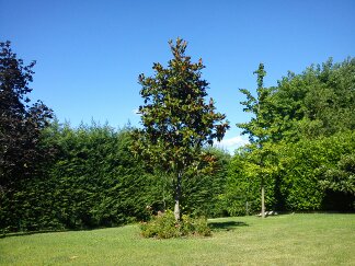 magnolia, aceri, ginko biloba, siepe di leylandi