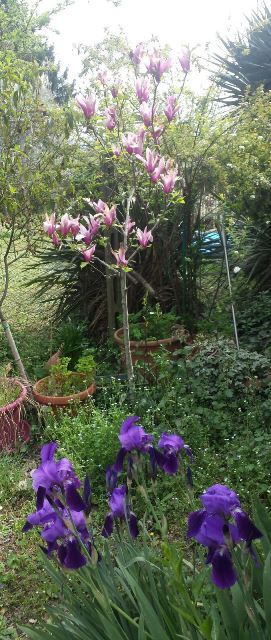 Magnolia liliflora nigra e iris