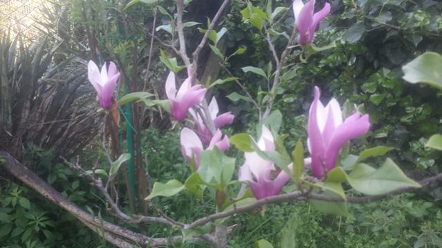 Magnolia liliflora nigra