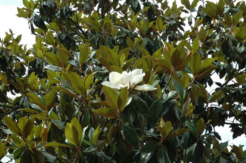 Magnolia