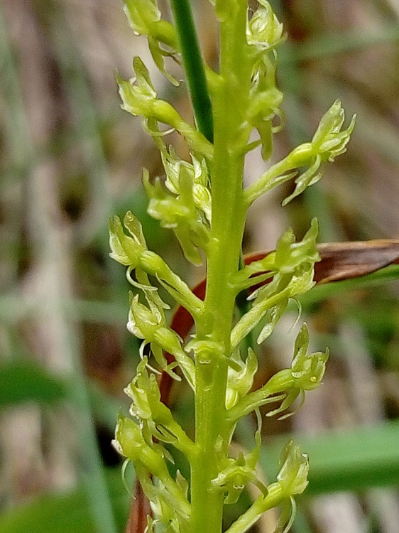 Malaxis monophyllos 2.jpg