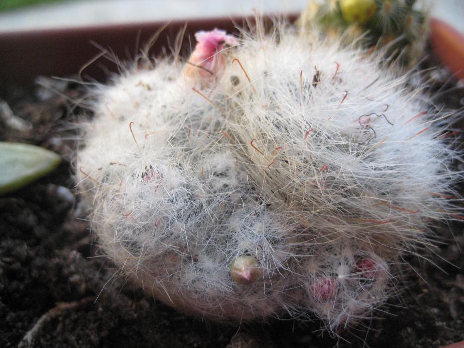 mamillaria bocasana