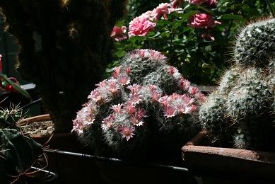 mamillaria bombiciana in fiore 2010