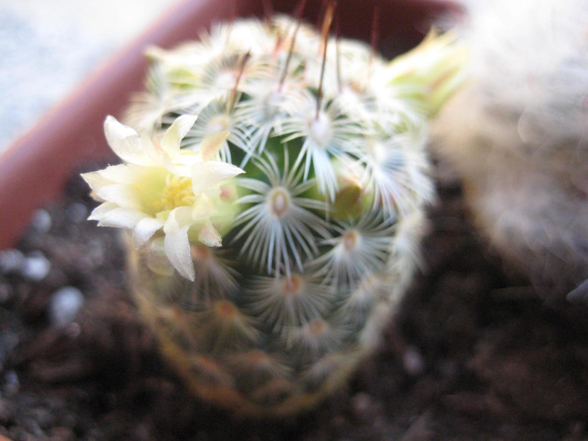 mamillaria