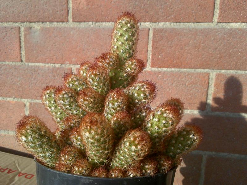 Mammilaria Elongata 02/01/2013